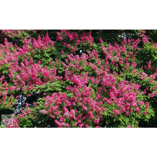 Kínai selyemmírtusz / Lagerstroemia indica