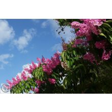 Kínai selyemmírtusz / Lagerstroemia indica