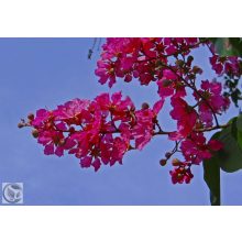 Kínai selyemmírtusz / Lagerstroemia indica