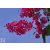 Kínai selyemmírtusz / Lagerstroemia indica