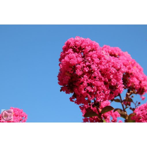 Kínai selyemmírtusz / Lagerstroemia indica