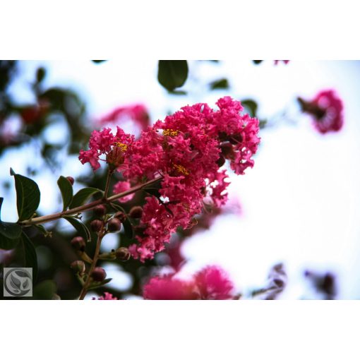 Kínai selyemmírtusz / Lagerstroemia indica