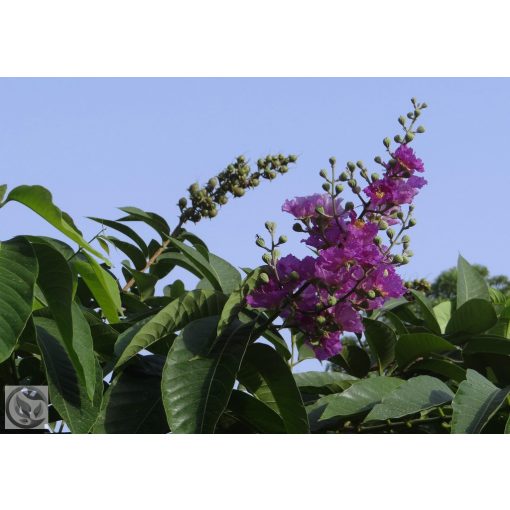 Kínai selyemmírtusz / Lagerstroemia indica