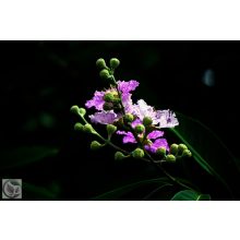 Kínai selyemmírtusz / Lagerstroemia indica