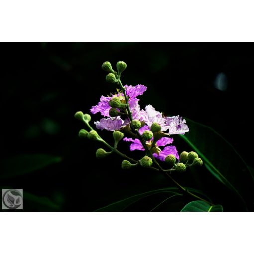 Kínai selyemmírtusz / Lagerstroemia indica