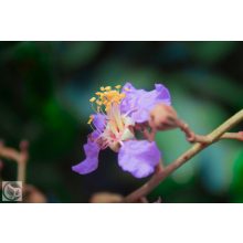 Kínai selyemmírtusz / Lagerstroemia indica