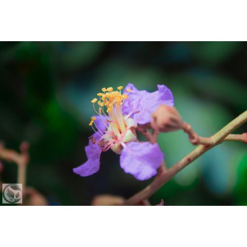 Kínai selyemmírtusz / Lagerstroemia indica