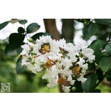 Kínai selyemmírtusz / Lagerstroemia indica