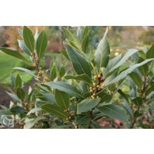 Nemes babér / Laurus nobilis