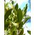 Nemes babér / Laurus nobilis