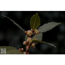 Nemes babér / Laurus nobilis