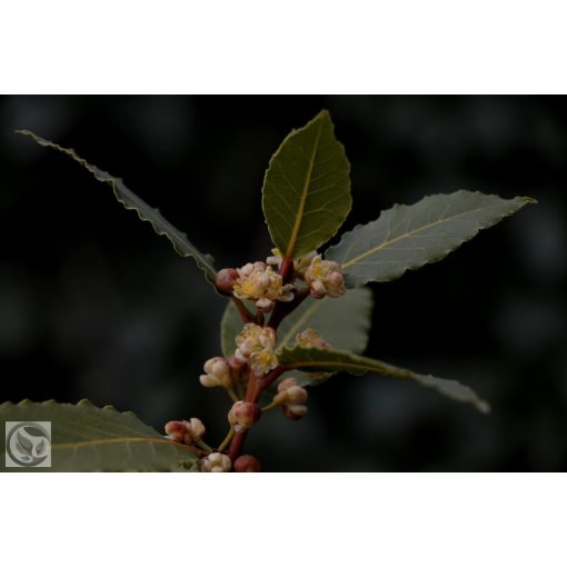 Nemes babér / Laurus nobilis