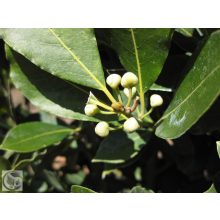 Nemes babér / Laurus nobilis