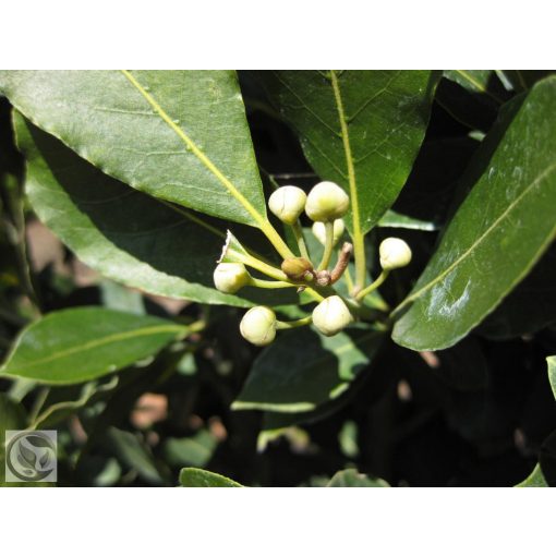 Nemes babér / Laurus nobilis