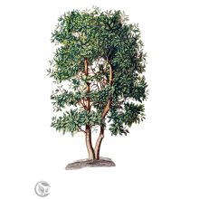 Nemes babér / Laurus nobilis