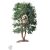 Nemes babér / Laurus nobilis