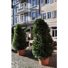 Nemes babér / Laurus nobilis