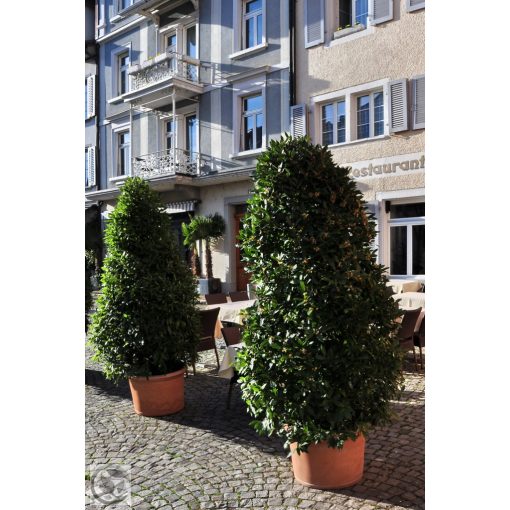 Nemes babér / Laurus nobilis