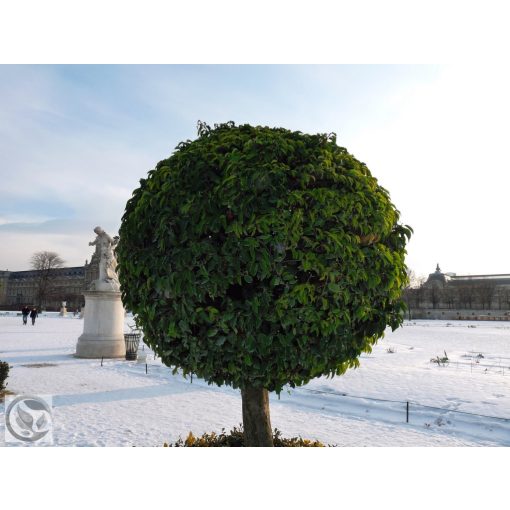 Nemes babér / Laurus nobilis