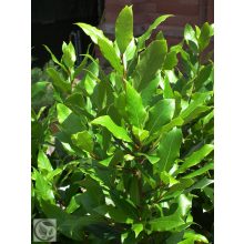 Nemes babér / Laurus nobilis