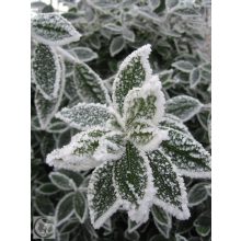 Nemes babér / Laurus nobilis