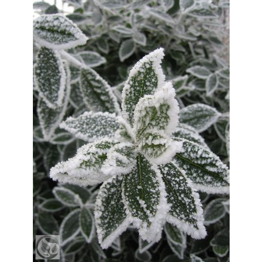 Nemes babér / Laurus nobilis