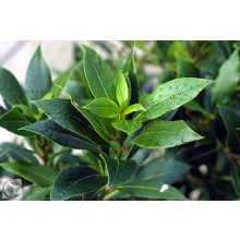 Nemes babér / Laurus nobilis