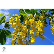 Hosszúfürtű aranyeső / Laburnum x watereri