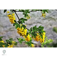 Hosszúfürtű aranyeső / Laburnum x watereri