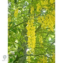 Hosszúfürtű aranyeső / Laburnum x watereri