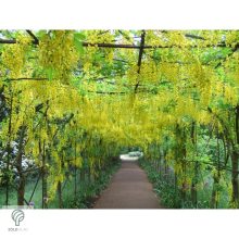 Hosszúfürtű aranyeső / Laburnum x watereri