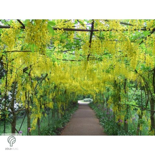Hosszúfürtű aranyeső / Laburnum x watereri