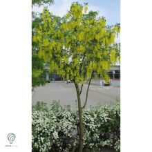 Hosszúfürtű aranyeső / Laburnum x watereri