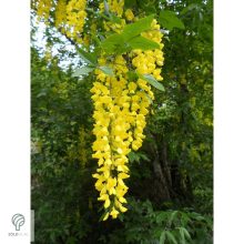 Vossii hosszúfürtű aranyeső virág