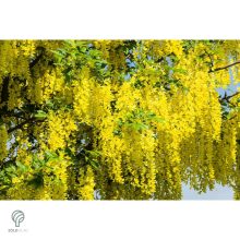 Vossii hosszúfürtű aranyeső virág