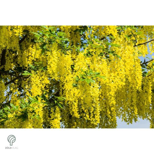 Vossii hosszúfürtű aranyeső virág