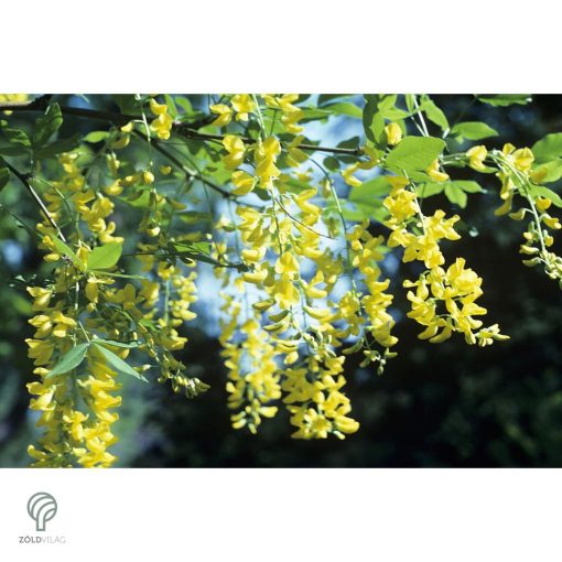 Vossii hosszúfürtű aranyeső virág