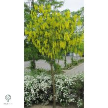 Vossii hosszúfürtű aranyeső virág