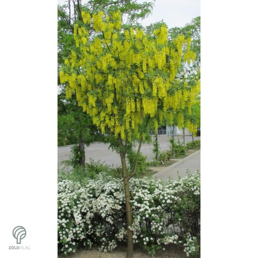 Vossii hosszúfürtű aranyeső virág