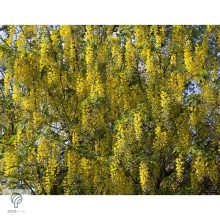 Vossii hosszúfürtű aranyeső virág