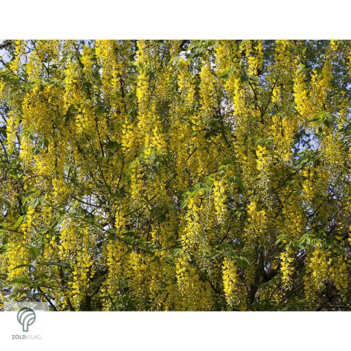 Vossii hosszúfürtű aranyeső virág