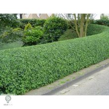 Télizöld vagy széleslevelű fagyal nyírott sövény