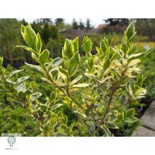 Ezüsttarka télizöld fagyal megjelenése