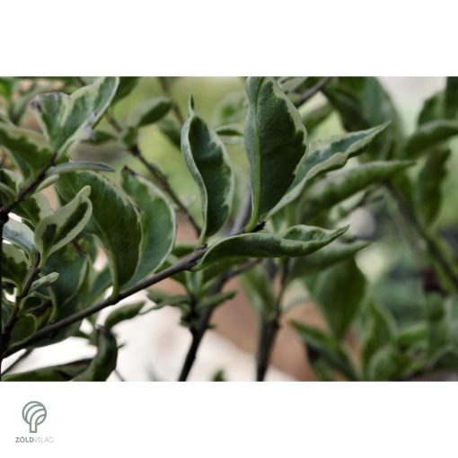 Ezüsttarka télizöld fagyal megjelenése