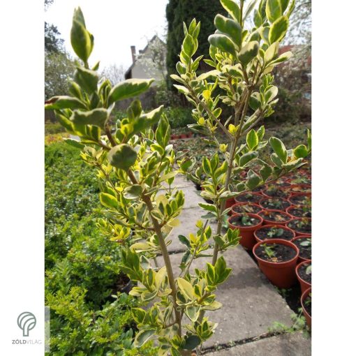 Ezüsttarka télizöld fagyal megjelenése