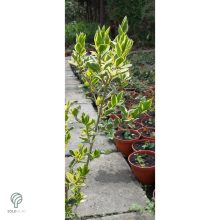 Ezüsttarka télizöld fagyal megjelenése