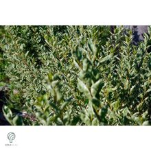 Ezüsttarka télizöld fagyal megjelenése