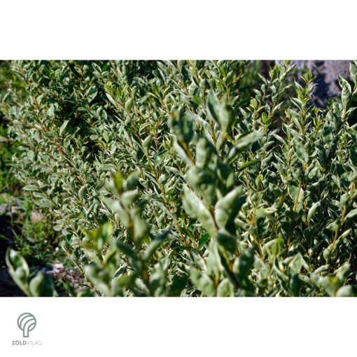 Ezüsttarka télizöld fagyal megjelenése