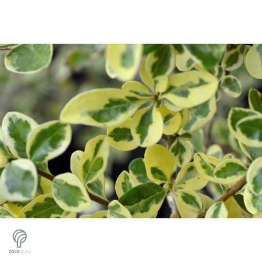 Aranyttarka télizöld fagyal aranytarka hajtások, levelek