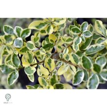 Aranyttarka télizöld fagyal aranytarka hajtások, levelek